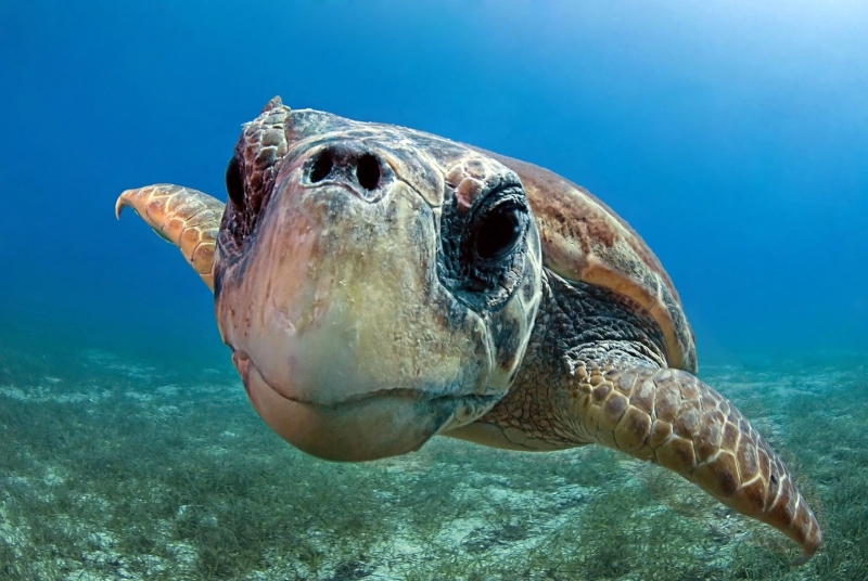 tartaruga caretta